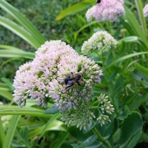 Meet your Posher, Mario